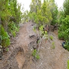 Plants: image 86 Of 208 Thumb